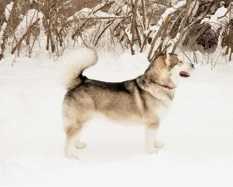 CHJ RUS, CHJ NBC, CH RUS, CHNBC, CH RKF, CH GRAND FLUFFY HUGS VYUGA