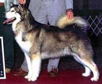 CH Sendaishi Kotzebue Kotokaze