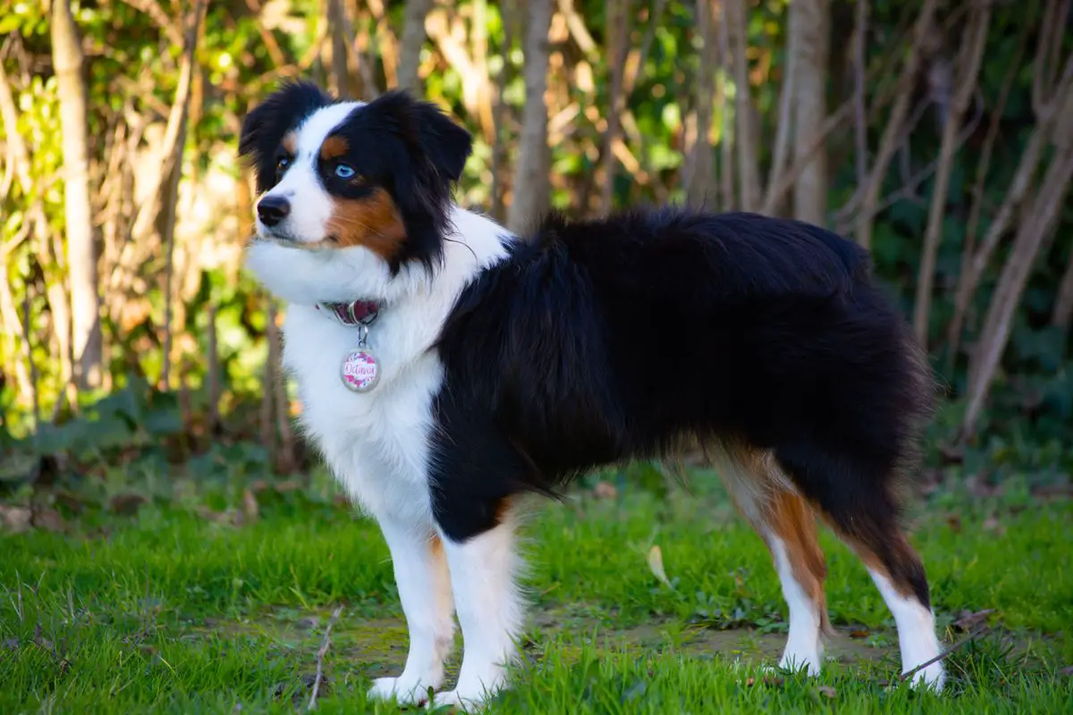 Octavia Leader of Wonkru Herddogies