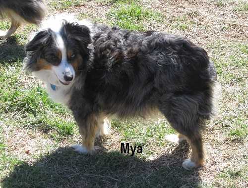 Herddogies Mya