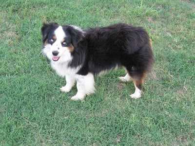 Herddogies Critter