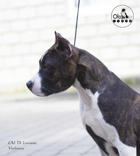 OLD DI LEMMA Verbena