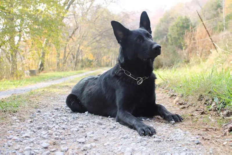 Wanika Vom Sequoyahhaus