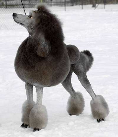 INT.CH, CZ. DE. PLCH Calie's Chrome Caughtmyspirit