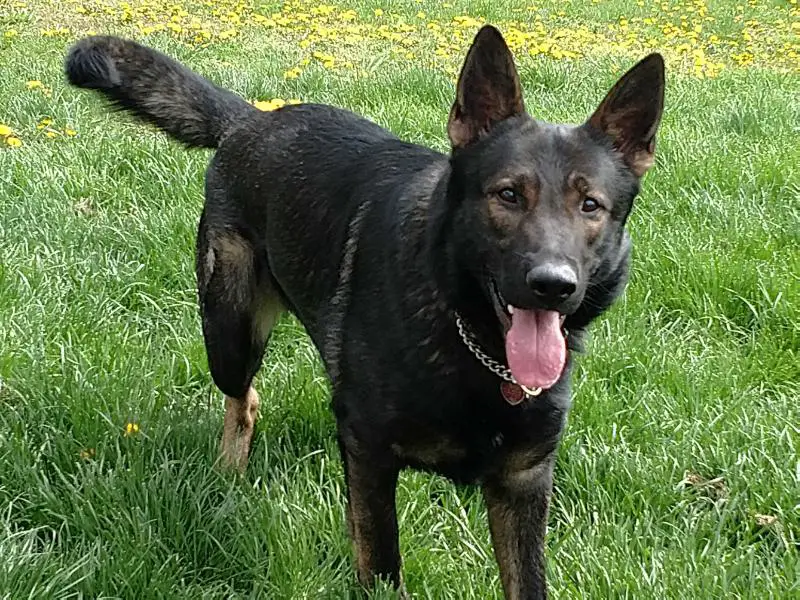 Maximus Shadow Vom Fuchs Busch