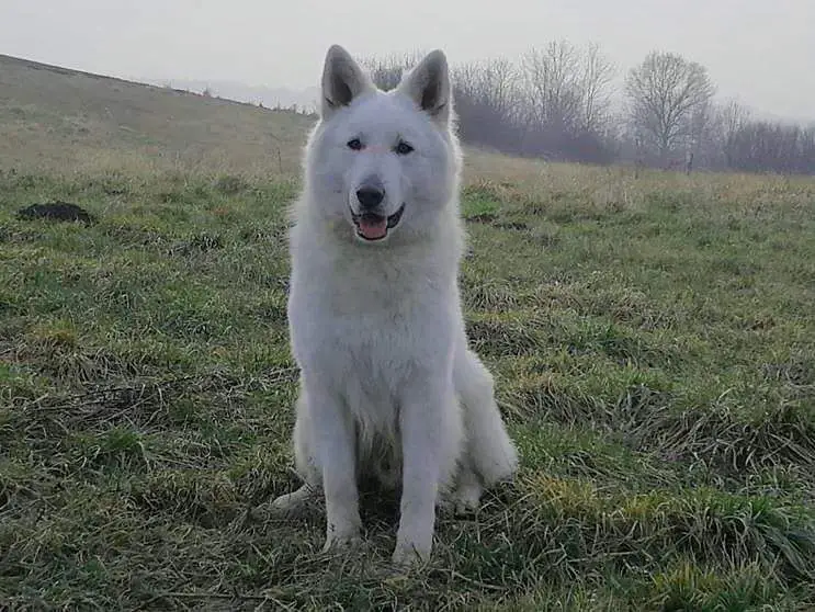 JCH SK, JCH PL Rus Pride KING