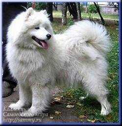 Serenada Severnoy Doliny Chara