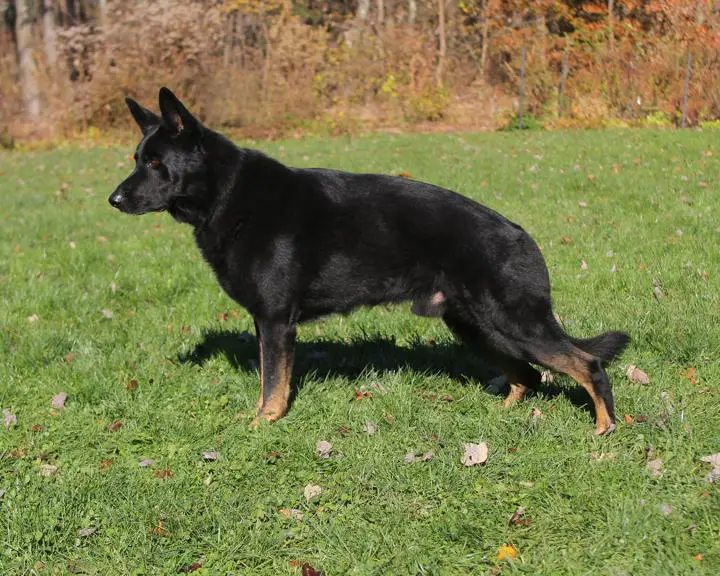 Gunslinger Flint van der Acadia Wald