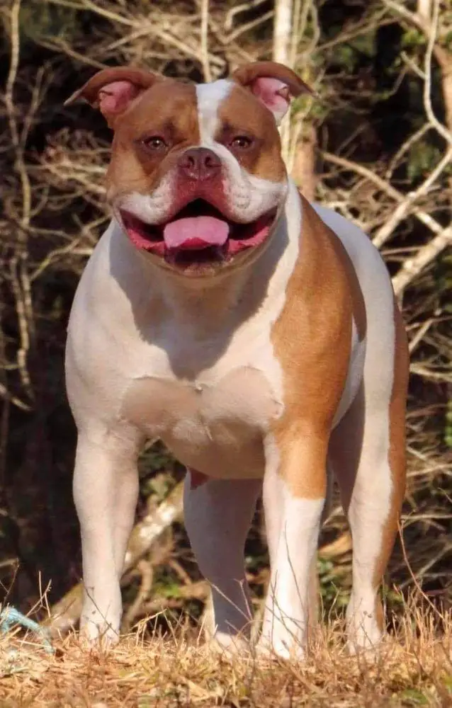 CASEY'S THEODORA WILDFIRE