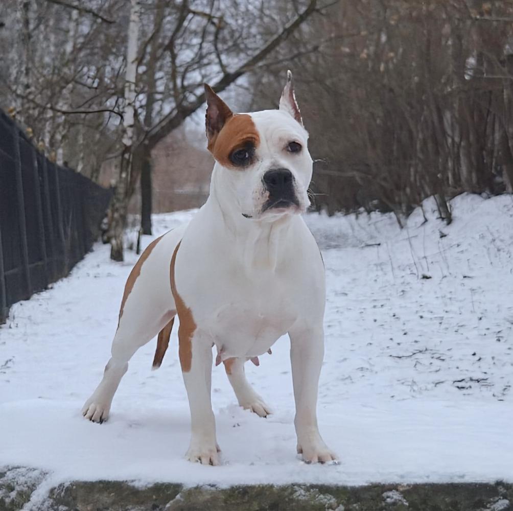 JCH.RUS JCH.RKF LEGEND REVIVAL DEMI MOORE