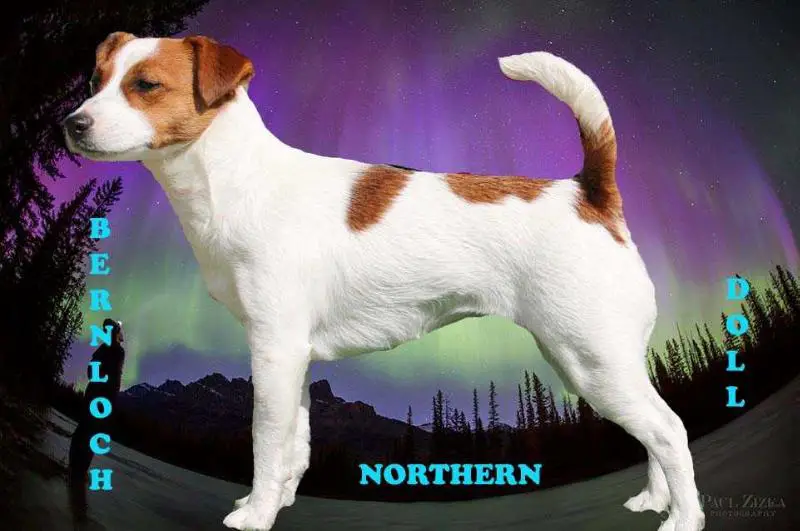 Bernloch Northern Doll