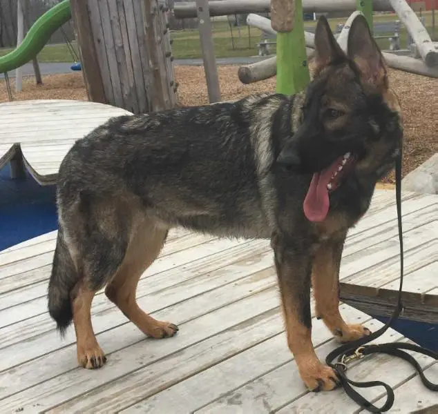 Benedict CAO TigerHill-“Ben”