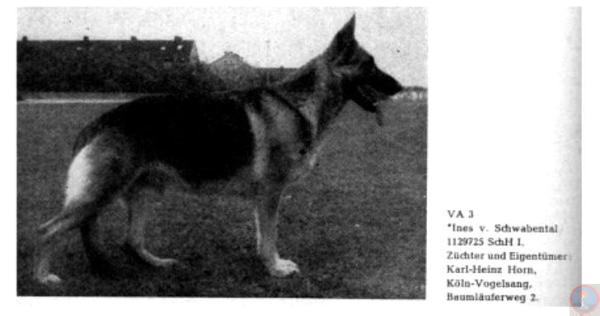 VA Ines vom Schwabental