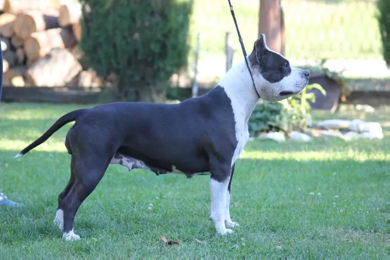 Cheap Thrills Maximus Pride