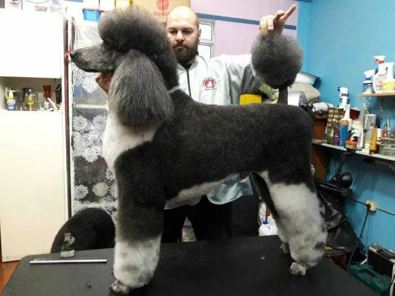 Dodge Viper of Show Dog´s