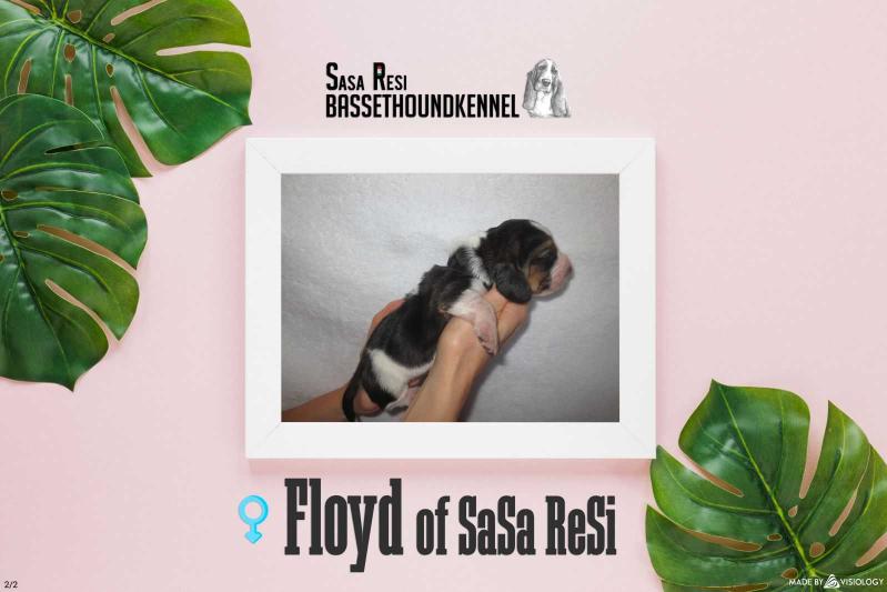 Floyd of Sasa Resi
