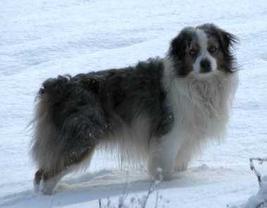 Windy Oaks Ima Blue Cowboy Too