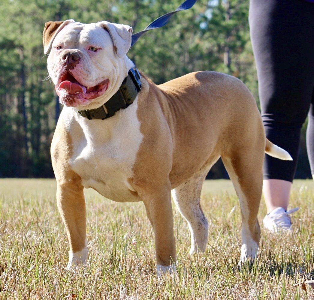 Cole Creek/ BullyBadass Pandora of SRT