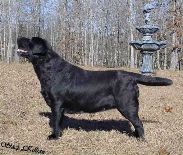 Beulahlands Imperial Elegance