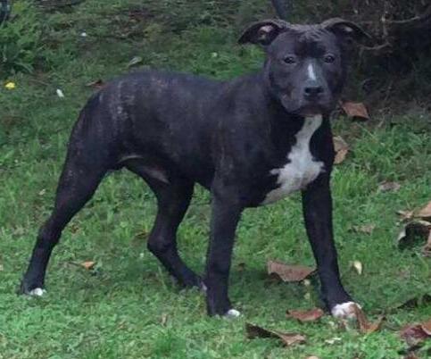 TopShelf Gothams Hero