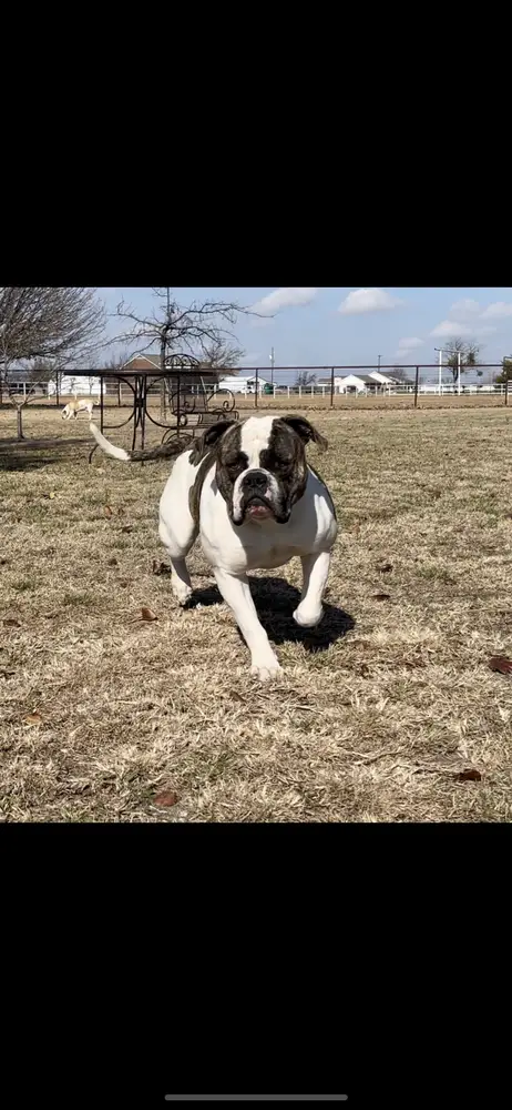 ABA Jr. Champ Greenshire’s Gemini Man @ CJBs