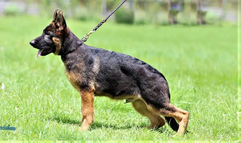 Unox vom Branch Mark