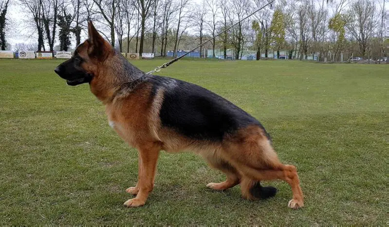 Hazel von neu Garmond