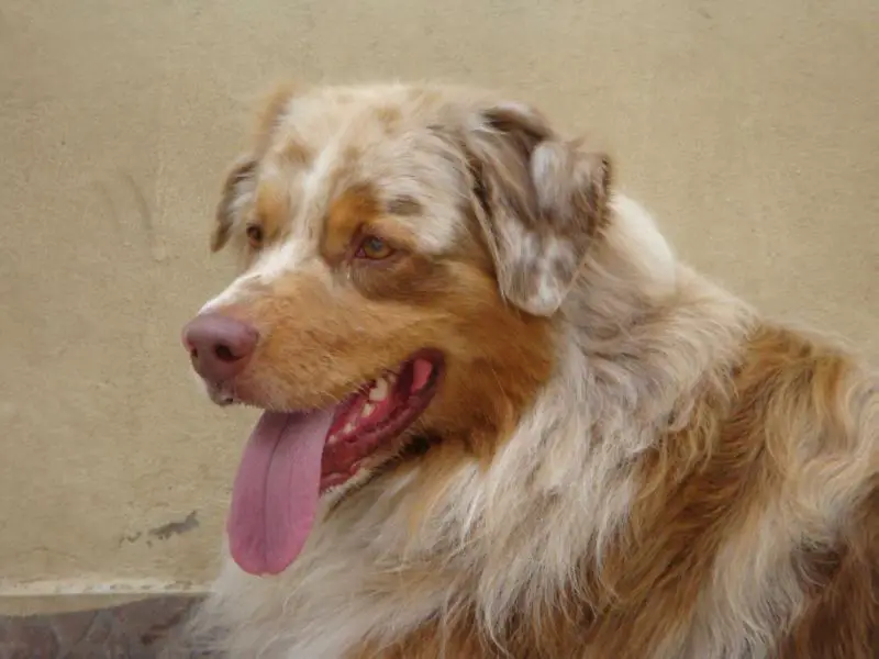 Vanstone Gone Country