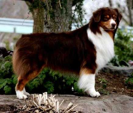 ASCA/AKC/CKC CH Westray Providence