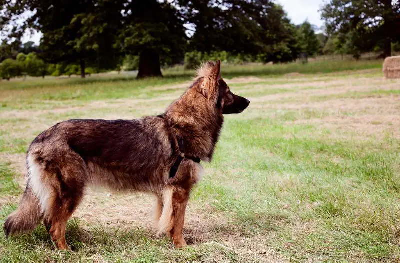 Quicksand's Pandemonium vom Traum