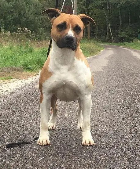 ANGEL DREAM DE PACO OF HAPPY RASCALS