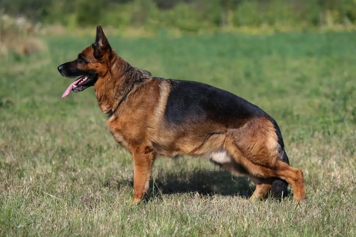 Taras vom Fichtenschlag