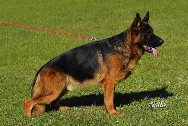 V Iko vom Finkenschlag.