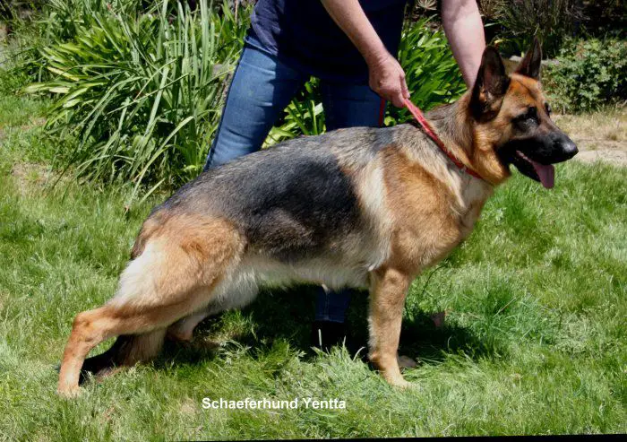 Schaeferhund Yentta