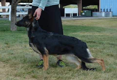 Somerset Rose's Back to the Future v Saterhaus