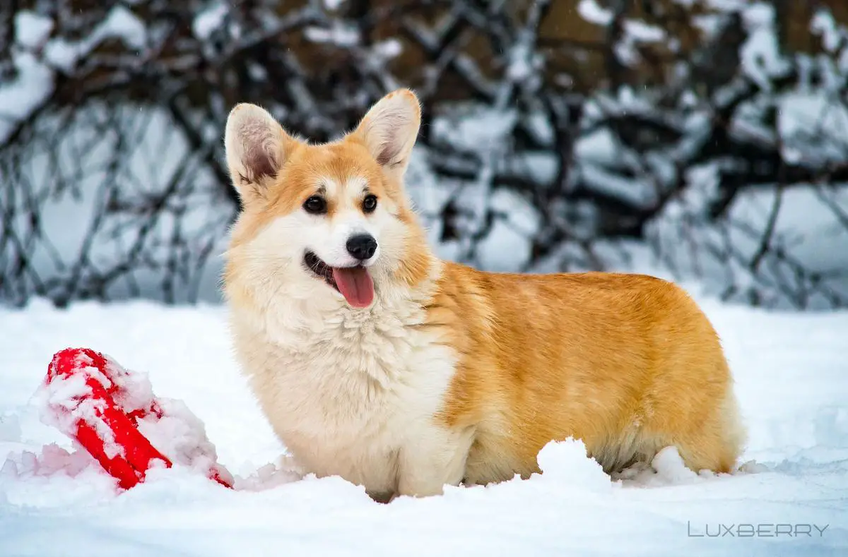 Luxberry Bittersweet Love