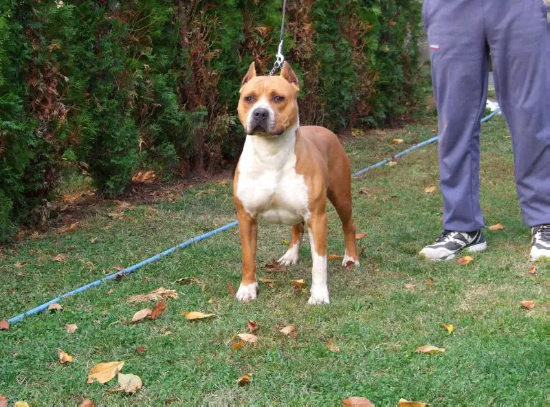 Sitting Bull of Eagle Blend