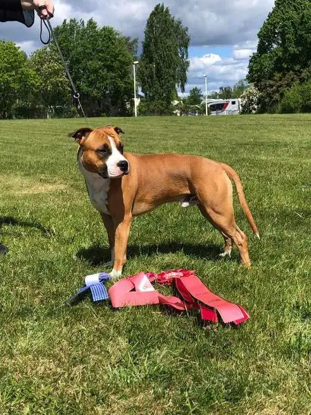 CK BHKL RCert Painted Ladie's Fatboy Slim aka Shaggy