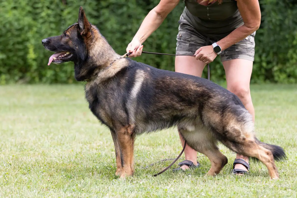 V Griffin Vom Bar Berg