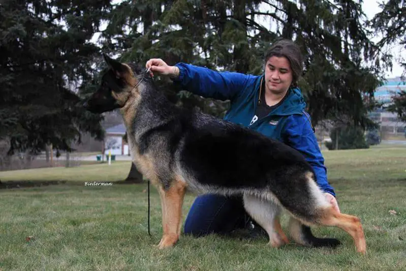 Sevilla's Brinley Gold von Schwartz