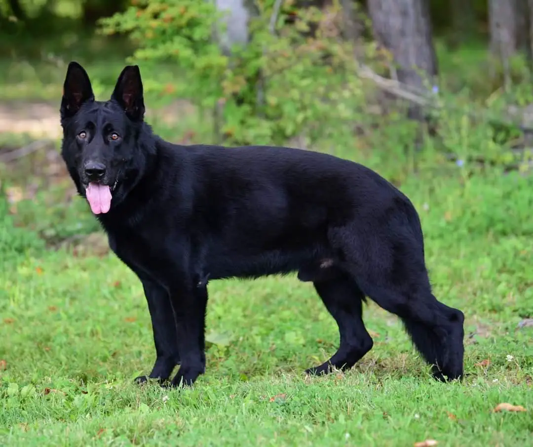 Atreyu Von Der Haus Rosenbaum