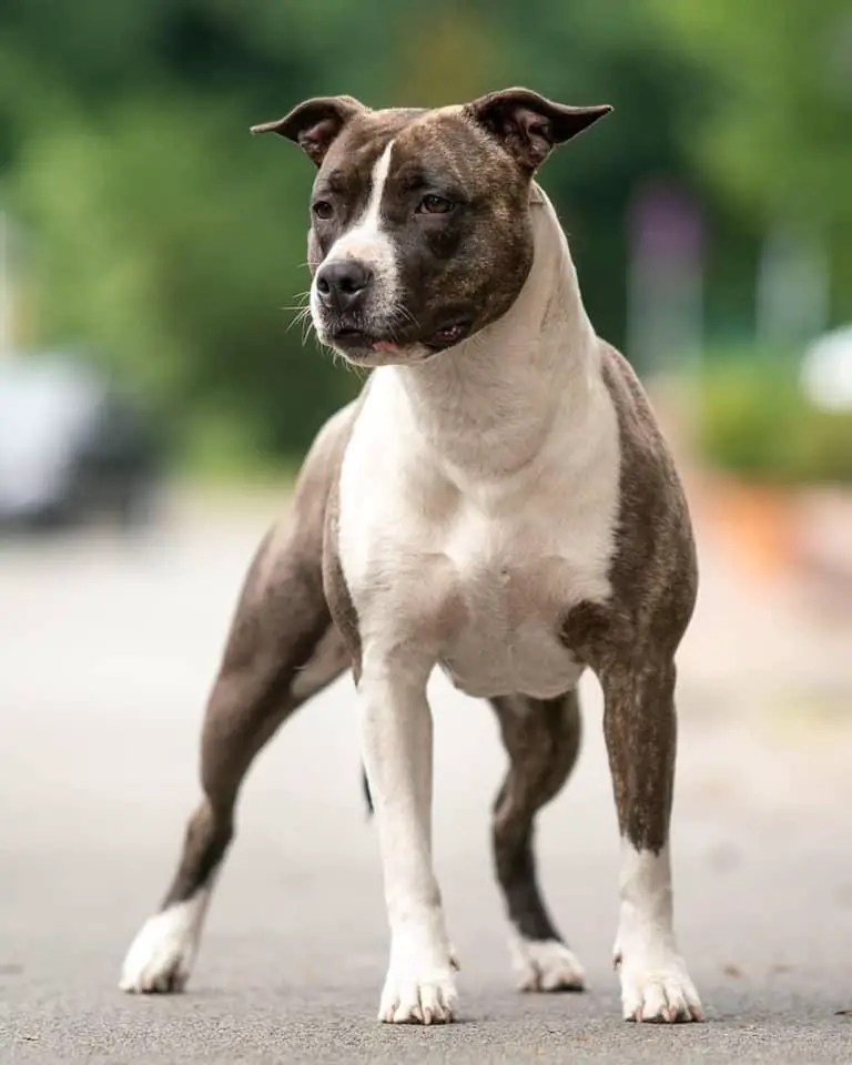 Next Evolution Deltamight White Rock