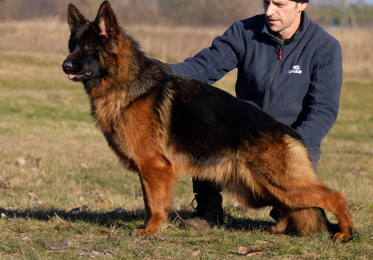 Ascari vom Fiterland