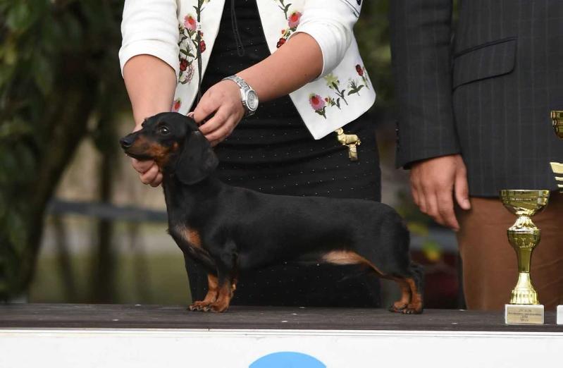 Cyberdachs mini Moulin Rouge