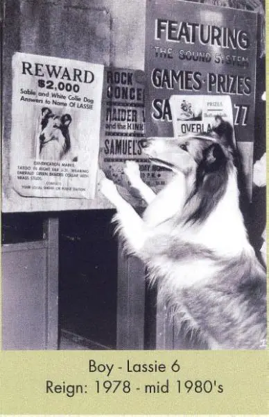 Lassie VI (Boy)