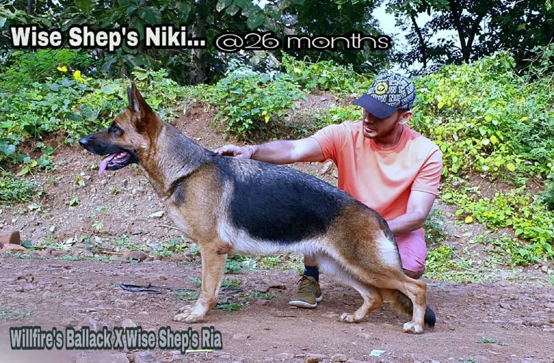 SG Wise Shep's Niki
