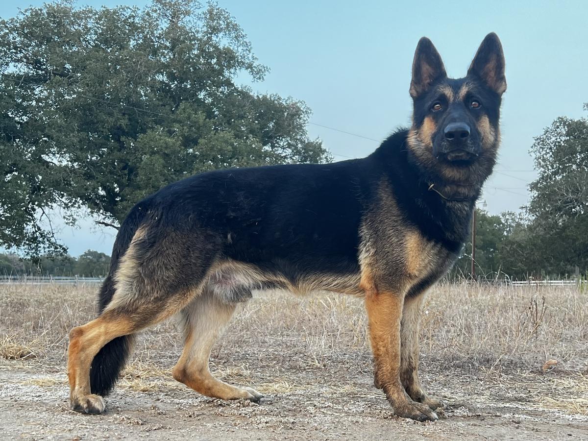 Sir Riggs Von Sentinelharts