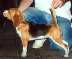 CH Bangor Play The Four Seasons