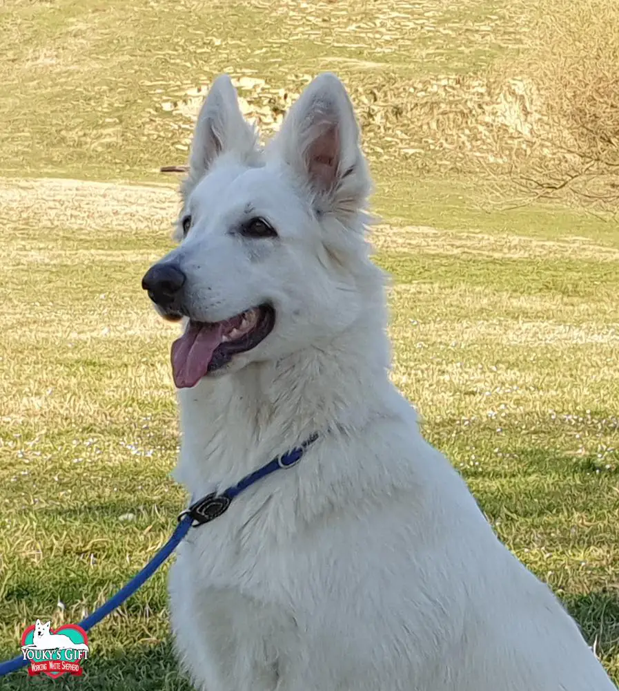 Dolceacqua Youky's Gift