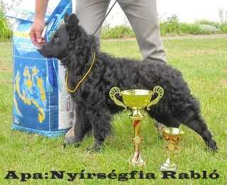 HUN JCH Nyírségfia Rabló